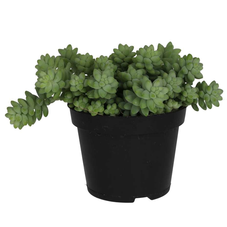 Sedum morganianum (Burro's Tail)