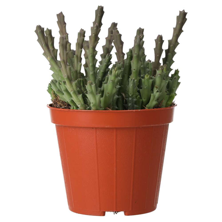 Orbea variegata (Star Flower)