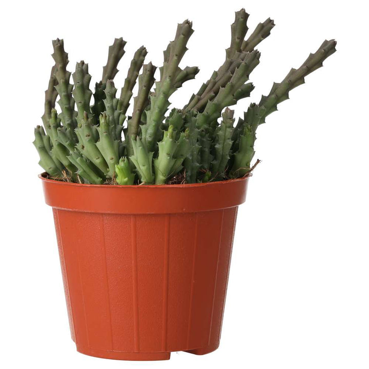 Orbea variegata (Star Flower)