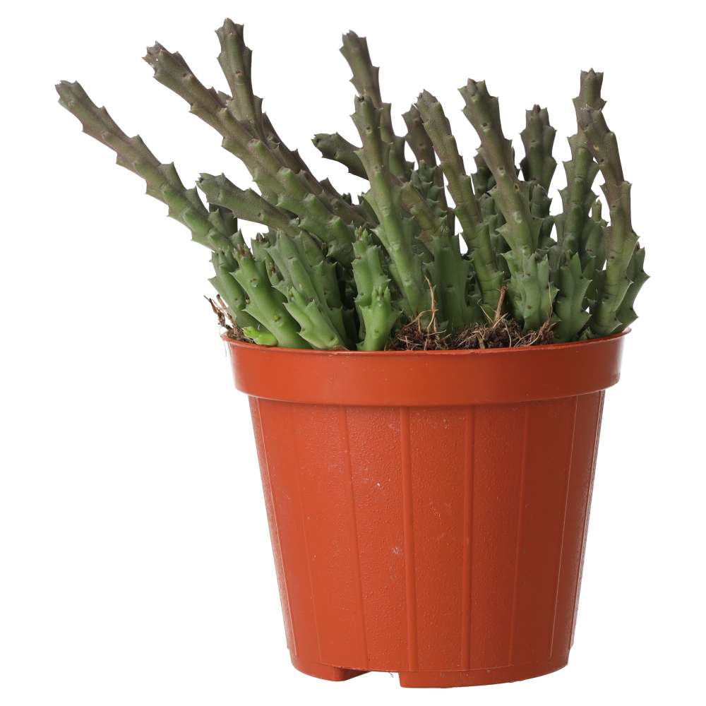 Orbea variegata (Star Flower)