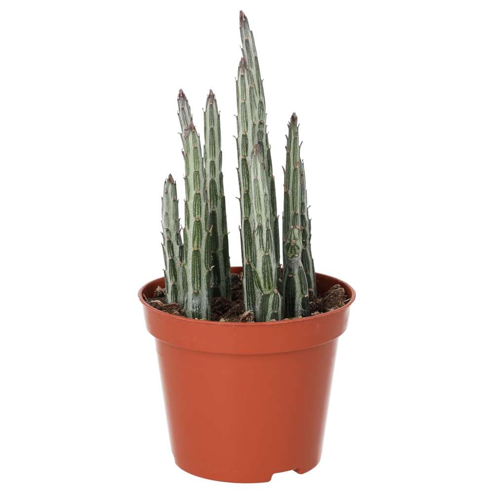 Stapelia stapeliiformis (Candle Plant)