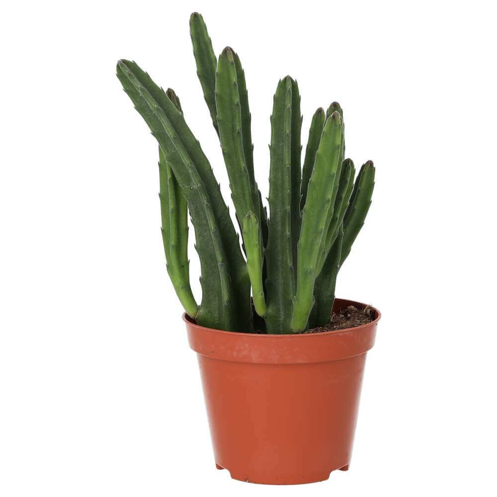 Buy Stapelia leendertziae (Black Bell) online UK