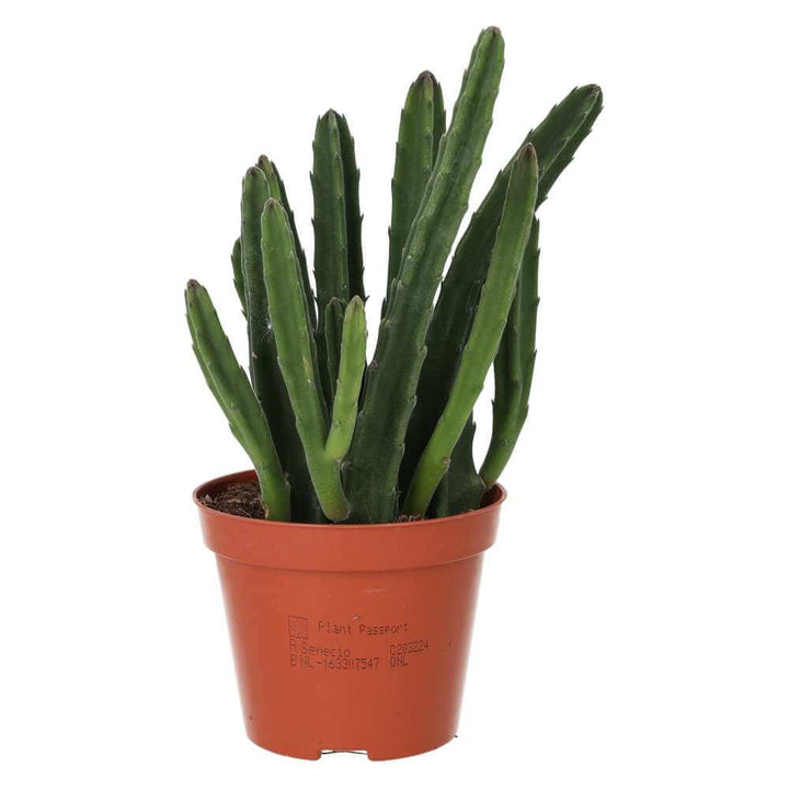 Buy Stapelia leendertziae (Black Bell) online UK