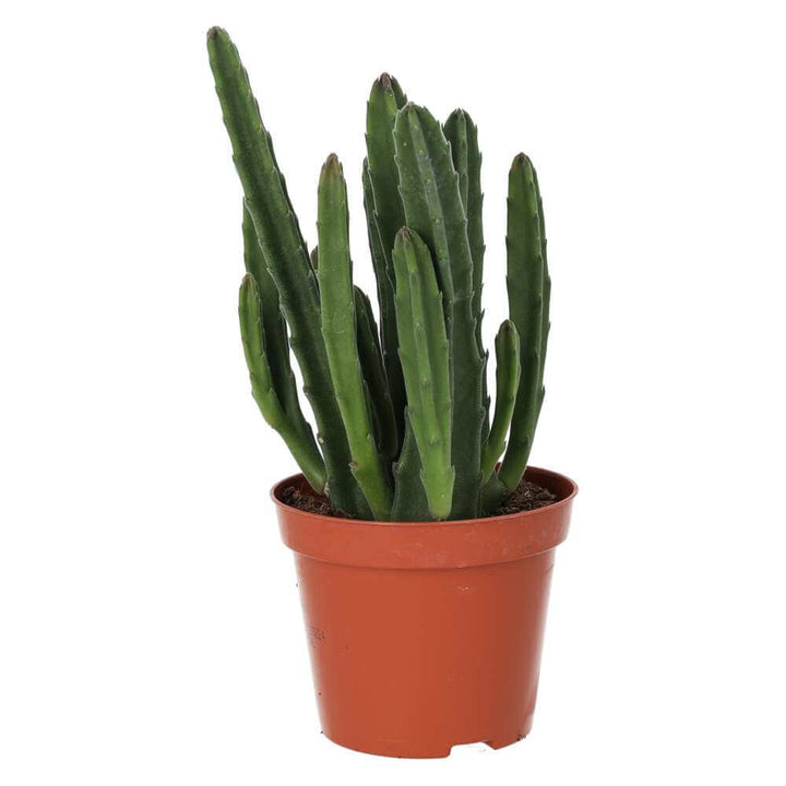 Buy Stapelia leendertziae (Black Bell) online UK