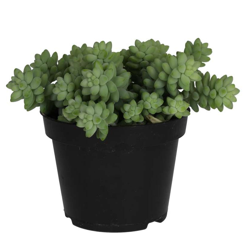 Sedum morganianum (Burro's Tail)