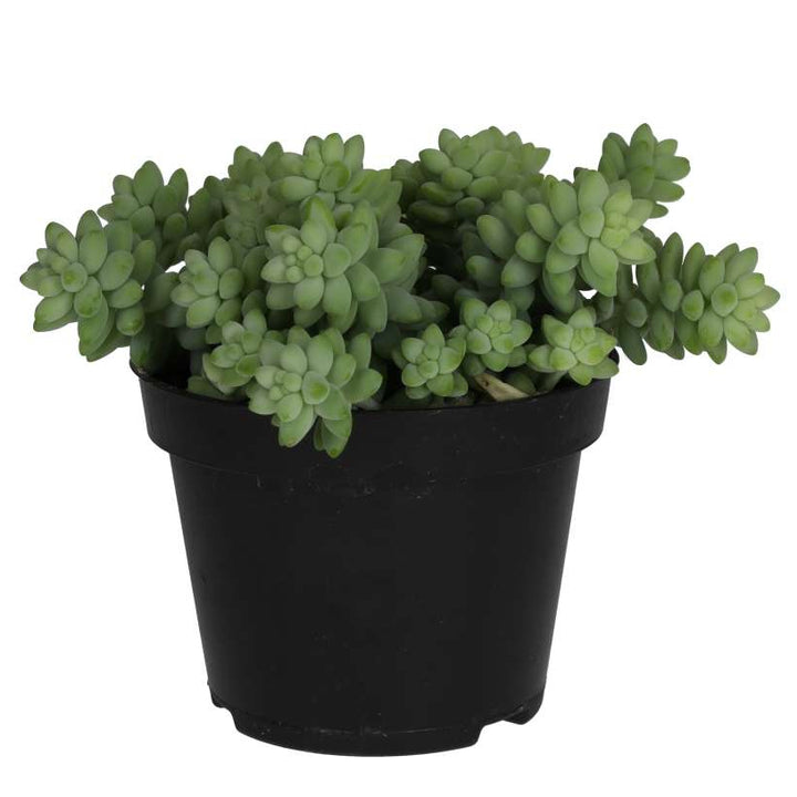 Sedum morganianum (Burro's Tail)