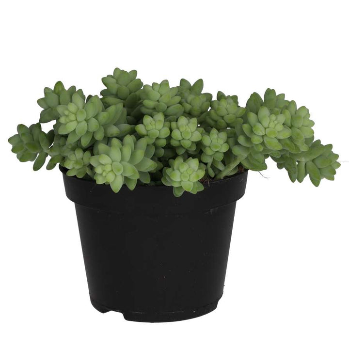 Sedum morganianum (Burro's Tail)