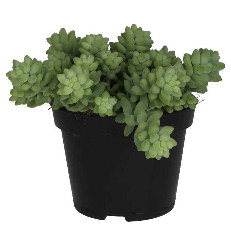 Sedum morganianum (Burro's Tail)