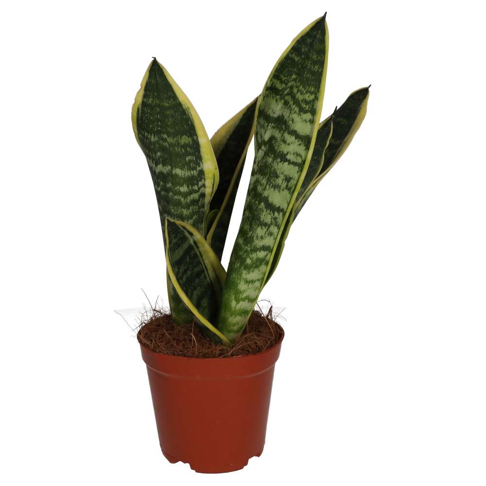 Buy Sansevieria trifasciata (Mother-in-law's Tongue) online UK