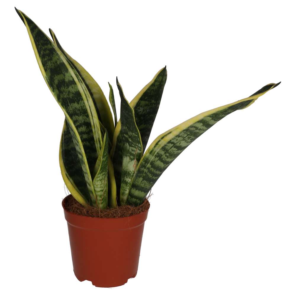 Buy Sansevieria trifasciata (Mother-in-law's Tongue) online UK