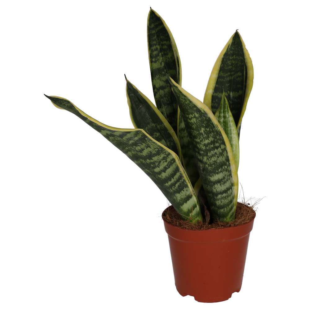 Buy Sansevieria trifasciata (Mother-in-law's Tongue) online UK