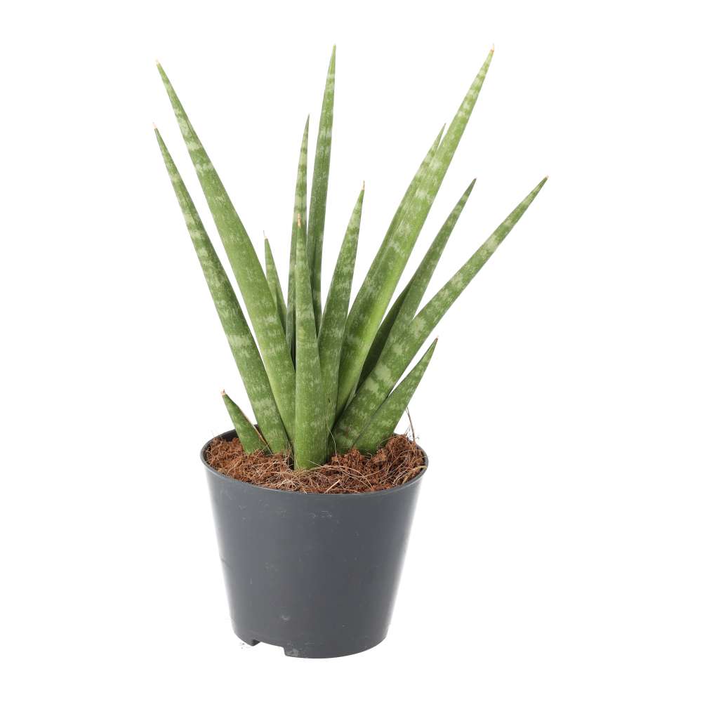 Sansevieria cylindrica (African Spear)
