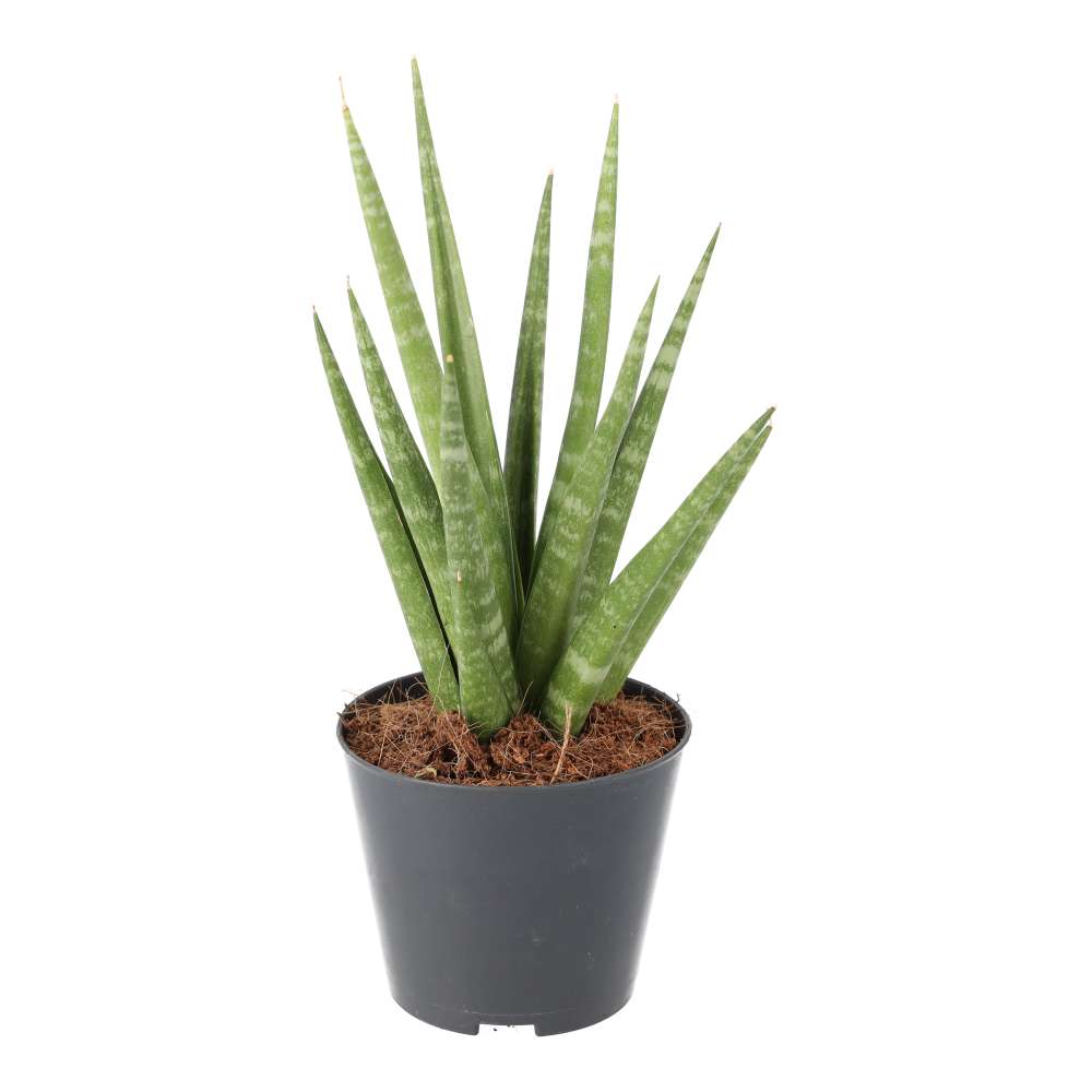Sansevieria cylindrica (African Spear)