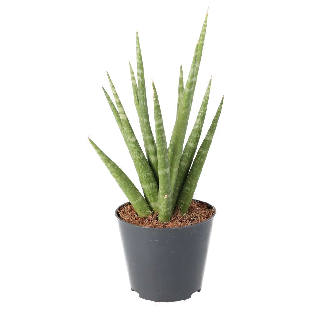 Sansevieria cylindrica (African Spear)