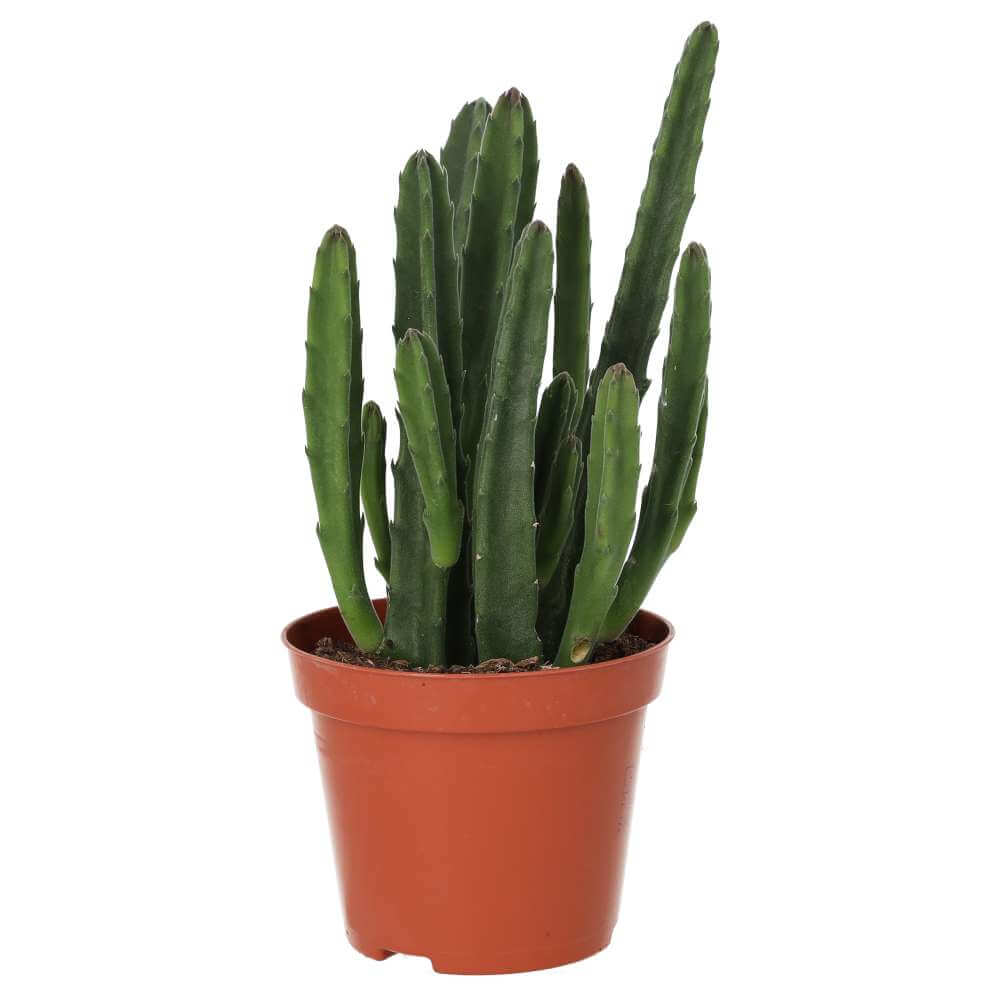 Buy Stapelia leendertziae (Black Bell) online UK