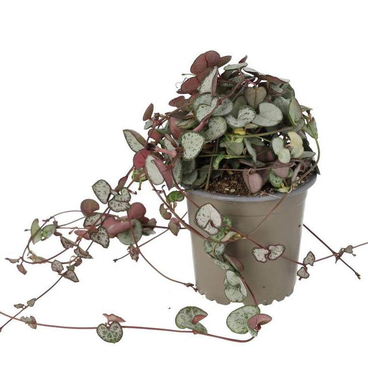 Ceropegia woodii (String of Hearts)