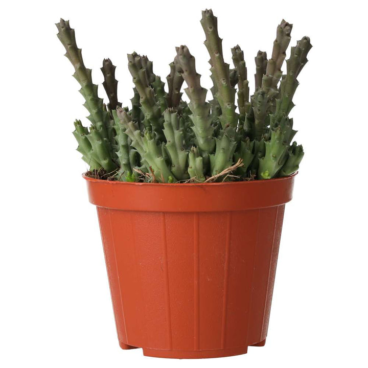 Orbea variegata (Star Flower)