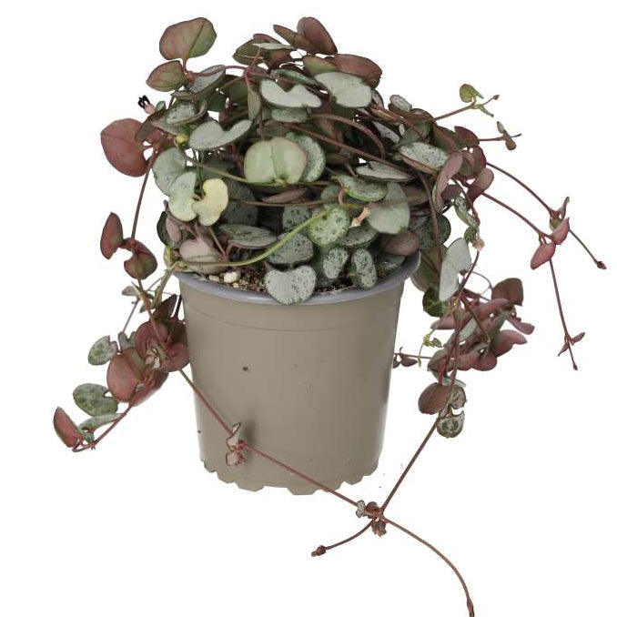 Ceropegia woodii (String of Hearts)