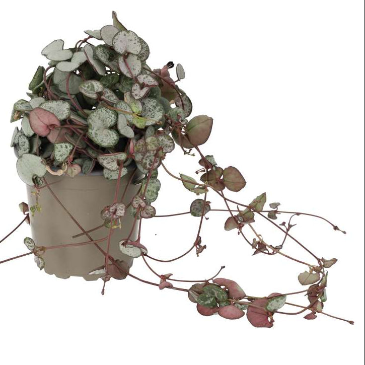 Ceropegia woodii (String of Hearts)