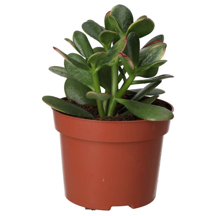 Crassula ovata (Jade Plant)