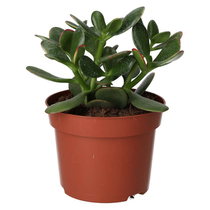 Crassula ovata (Jade Plant)