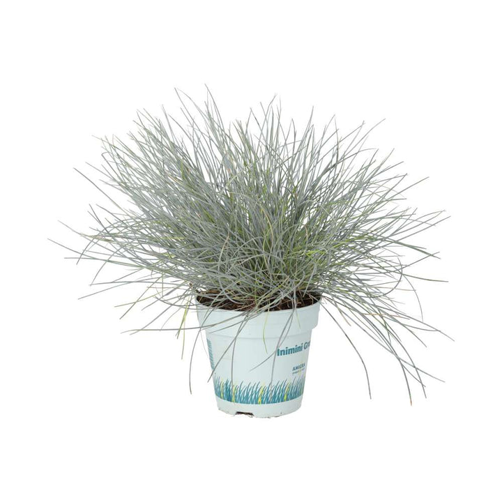 Festuca glauca (Blue Dwarf Grass)
