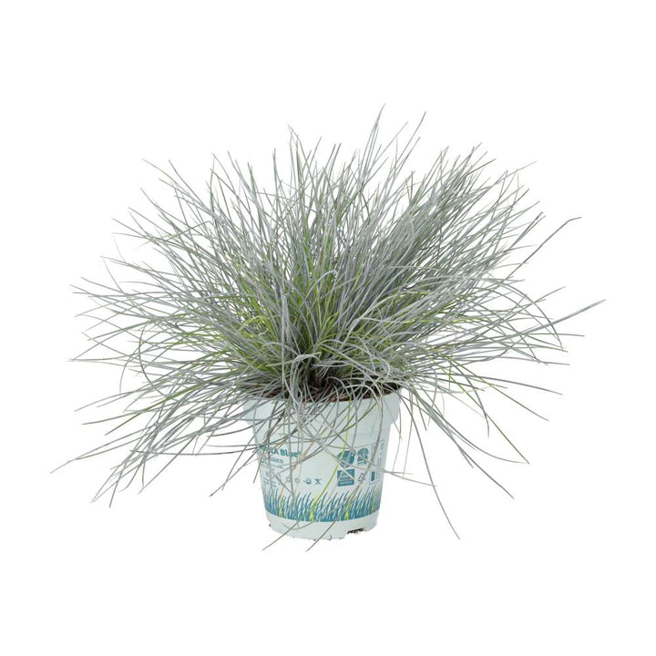 Festuca glauca (Blue Dwarf Grass)