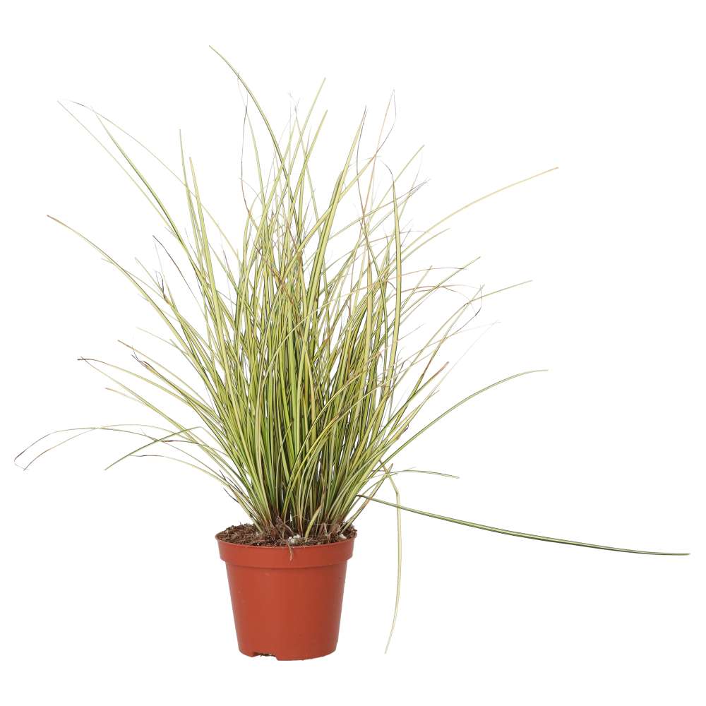 Carex brunnea 'Jenneke'