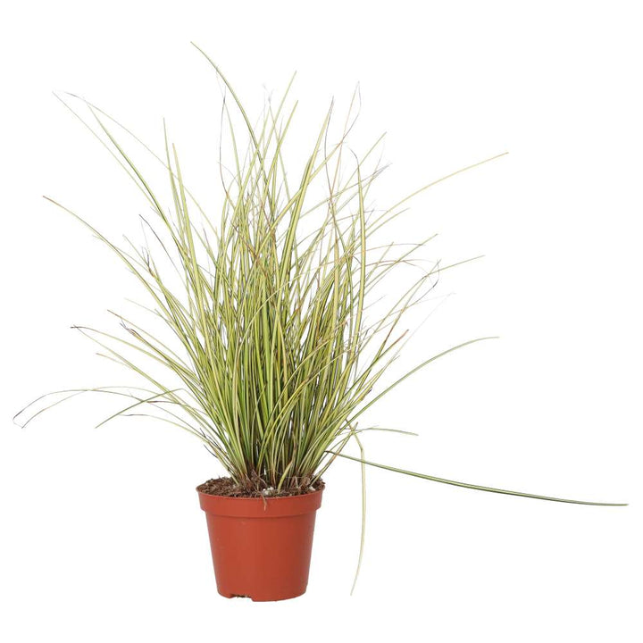 Carex brunnea 'Jenneke'