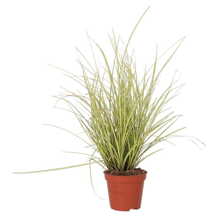 Carex brunnea 'Jenneke'