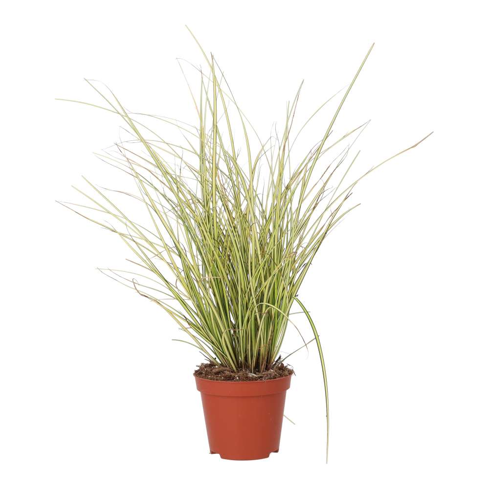 Carex brunnea 'Jenneke'
