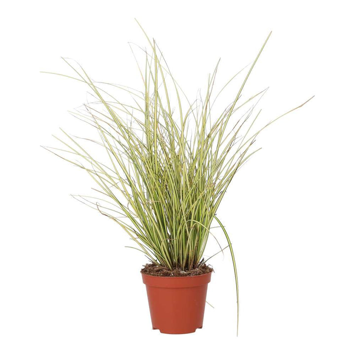 Carex brunnea 'Jenneke'