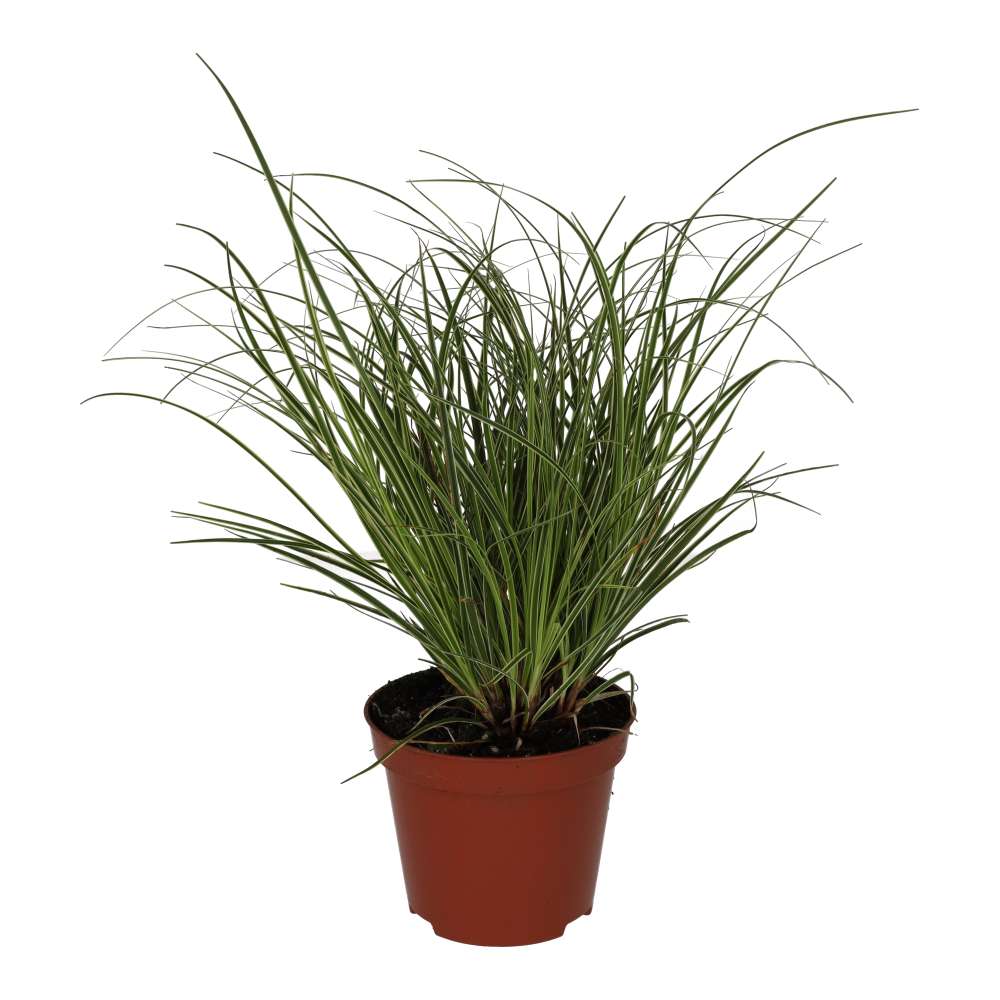Buy Carex brunnea 'Jubilo' online UK