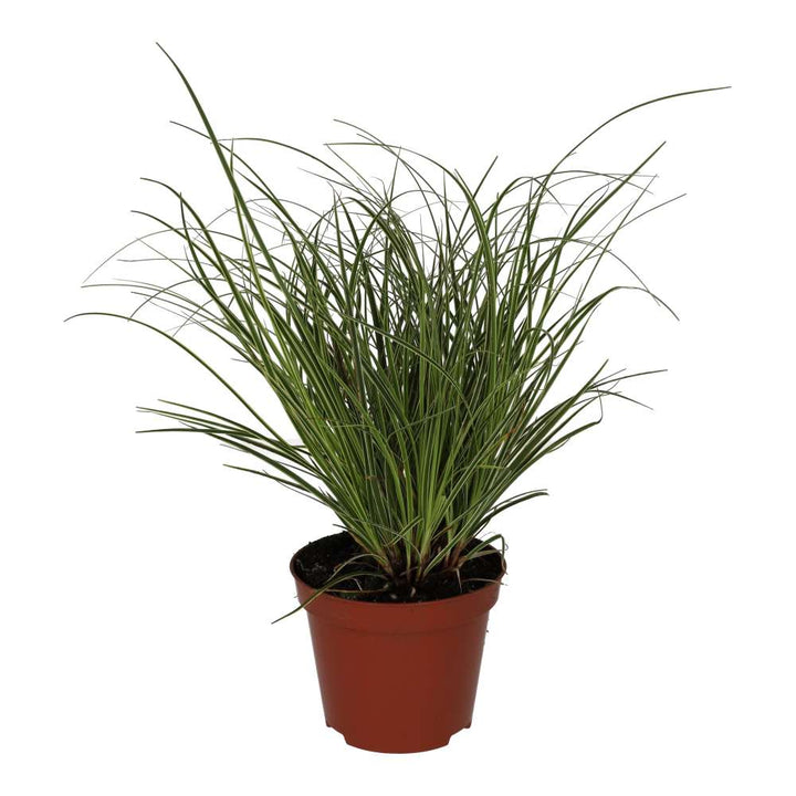 Buy Carex brunnea 'Jubilo' online UK