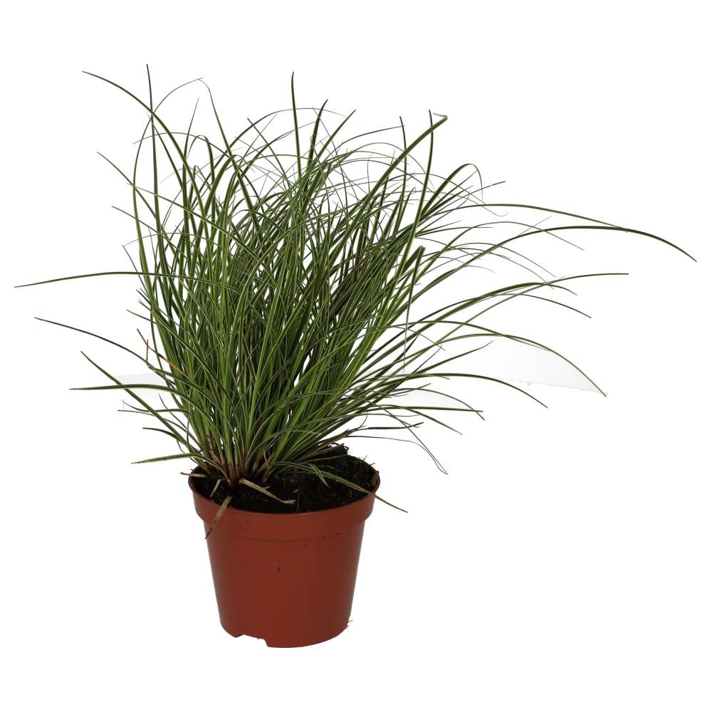 Buy Carex brunnea 'Jubilo' online UK