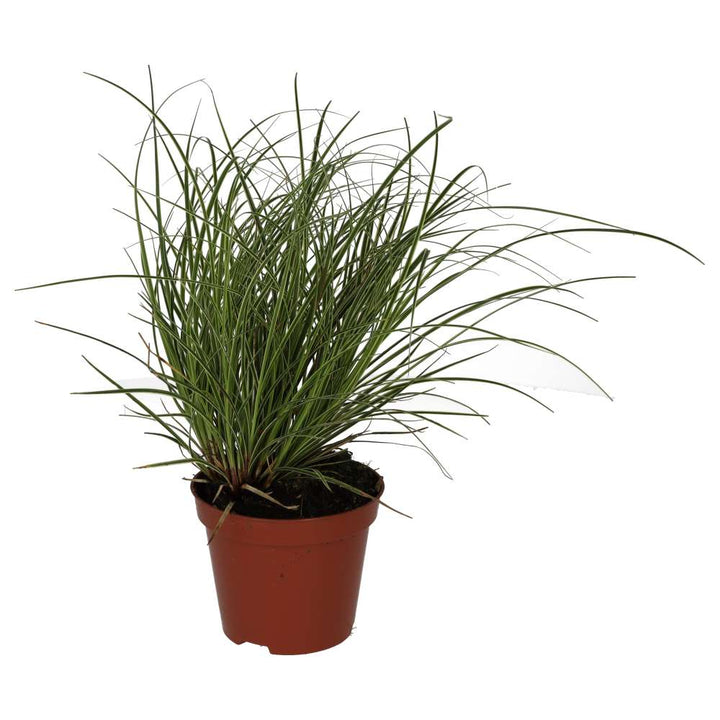 Buy Carex brunnea 'Jubilo' online UK