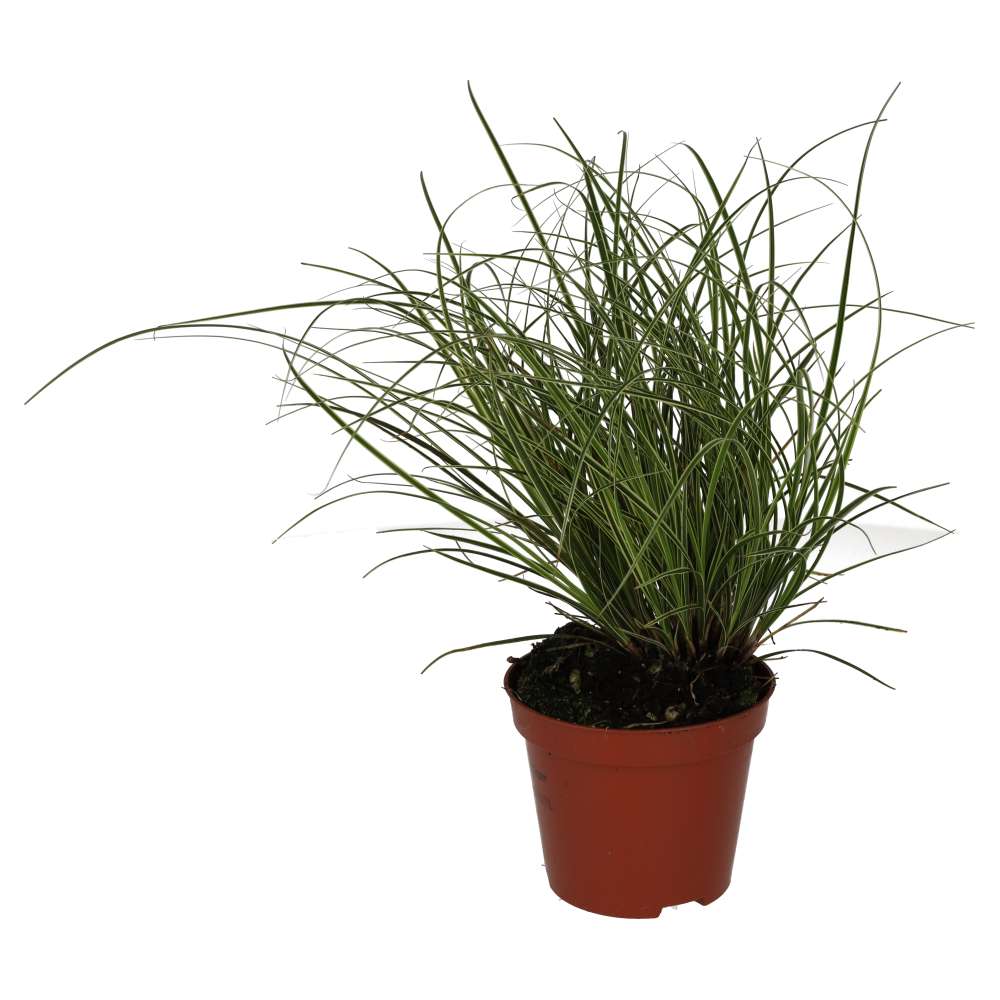 Buy Carex brunnea 'Jubilo' online UK