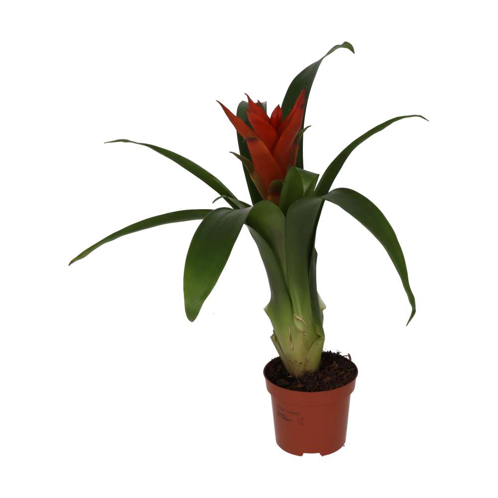 Guzmania sp. (Tufted Airplant) - Mixed Colours