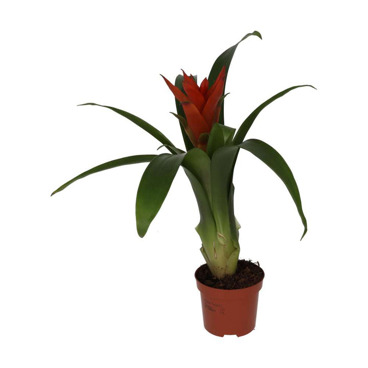 Guzmania sp. (Tufted Airplant) - Mixed Colours