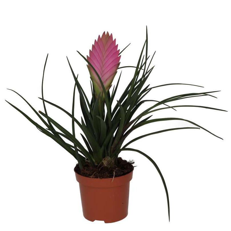 Tillandsia cyanea (Pink Quill Bromeliad)