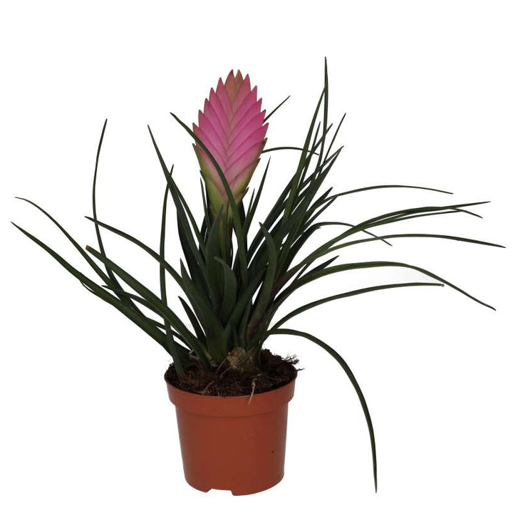 Tillandsia cyanea (Pink Quill Bromeliad)