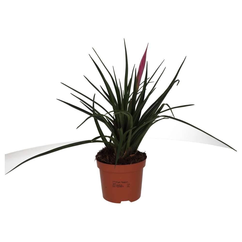 Tillandsia cyanea (Pink Quill Bromeliad)