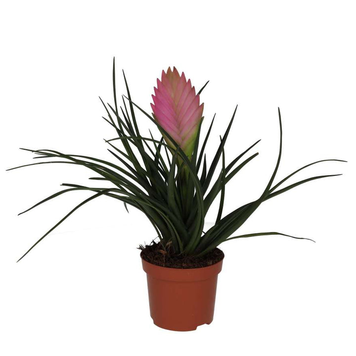 Tillandsia cyanea (Pink Quill Bromeliad)