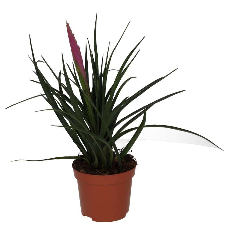 Tillandsia cyanea (Pink Quill Bromeliad)