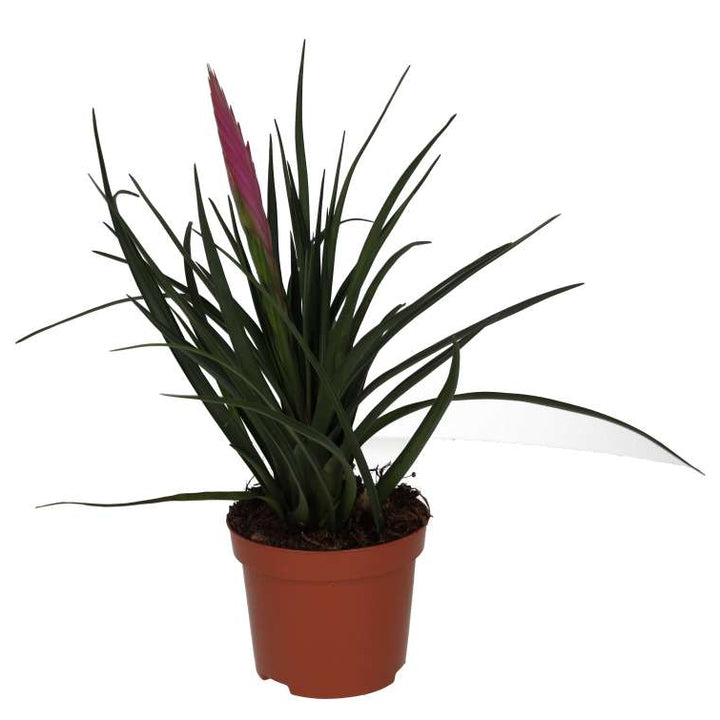 Tillandsia cyanea (Pink Quill Bromeliad)