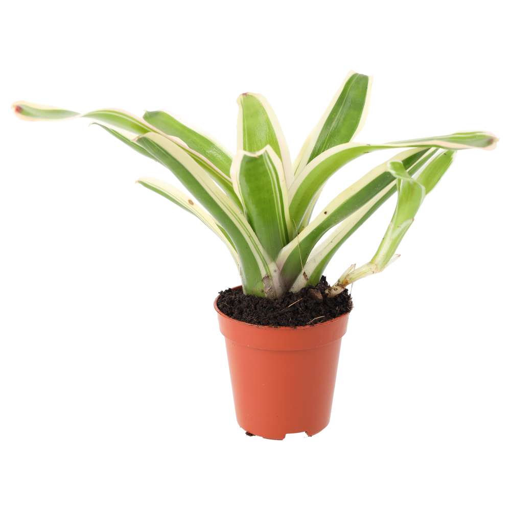 Neoregelia 'Fireball' Variegated