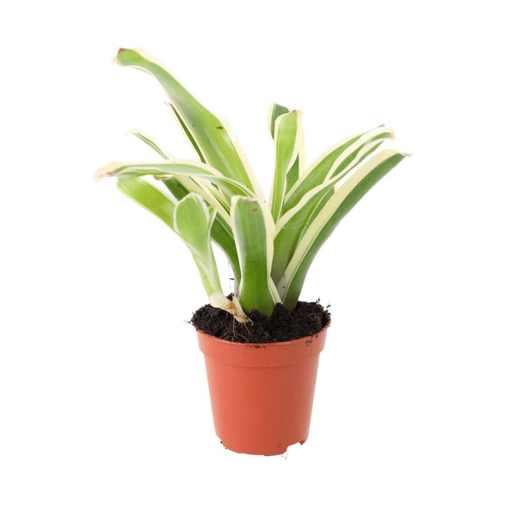 Neoregelia 'Fireball' Variegated