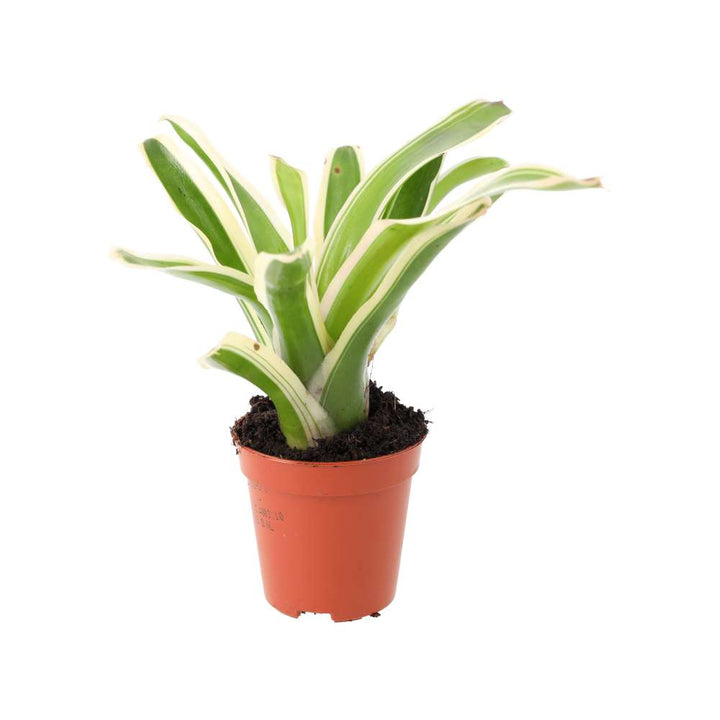 Neoregelia 'Fireball' Variegated