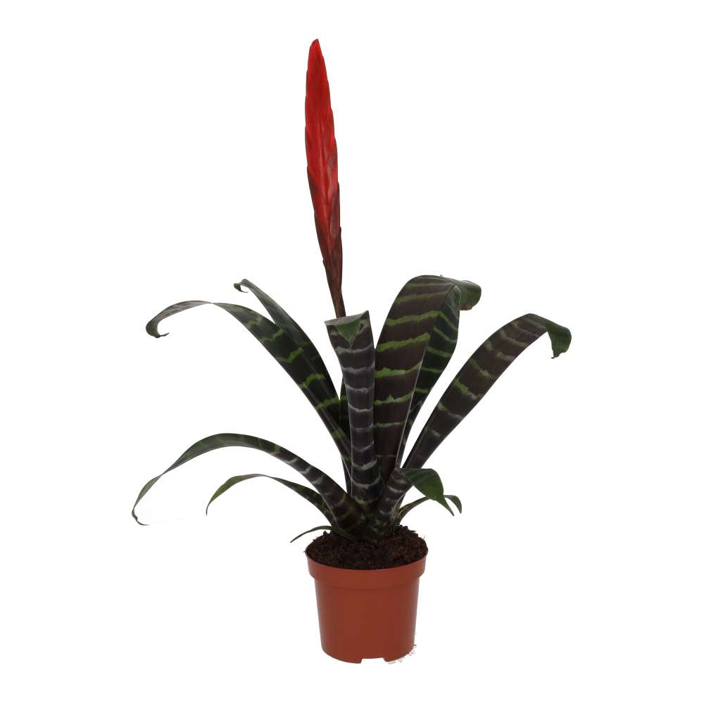 Vriesea splendens (Flaming Sword)