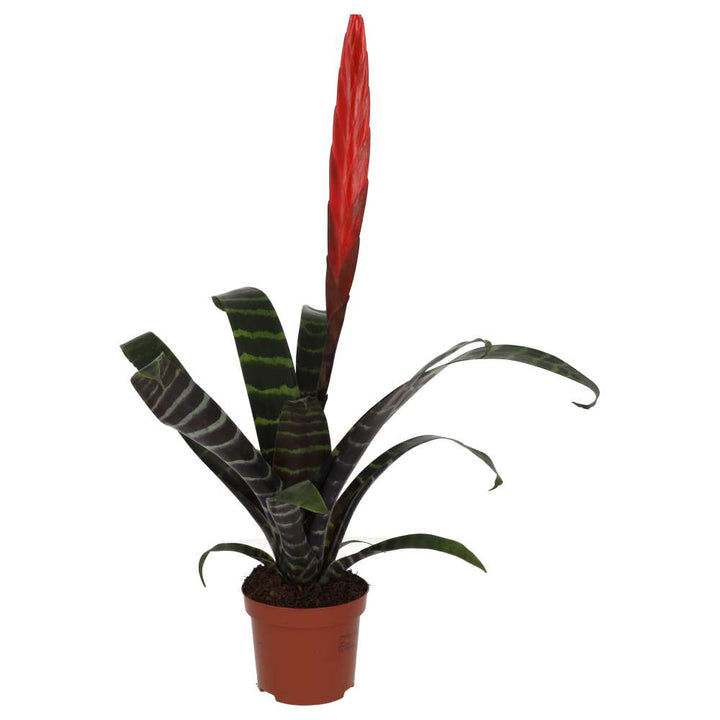 Vriesea splendens (Flaming Sword)